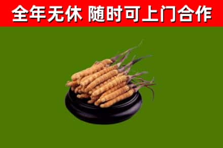 海东回收冬虫夏草